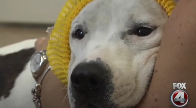 Abigail, former bait dog who became a "Disney princess"