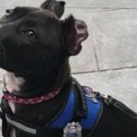 Meet Two 4-Legged Burn Survivors Who Became Inspirational Firehouse Dogs