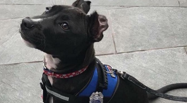 Clover firehouse dog