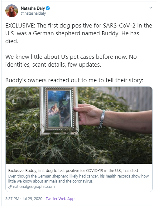 Natasha Daly tweet about Buddy