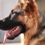RIP Buddy, the First US Dog Diagnosed with the Coronavirus