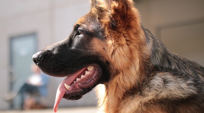 First US dog with coronavirus dies
