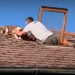 Raise the ‘Woof?’: Scared Dog Rescued from Top of Roof