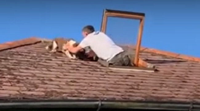 dog rescued from roof