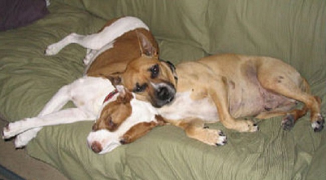 Denver voters can end Pit Bull ban