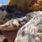 Firefighters Rescue Lost Dog During Southern California Wildfire