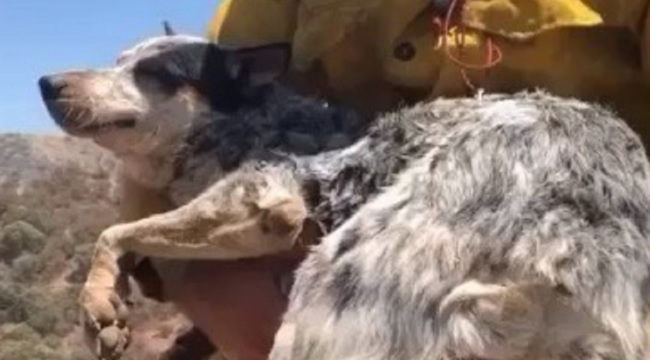 OC firefighter carries lost dog in Apple Fire