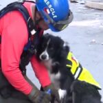 Border Collie Detects Possible Survivor One Month after Beirut Explosion