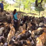 Doggie Paradise: Hundreds of Strays Make Territorio de Zaguates Their Home