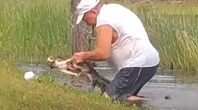 elderly Florida man saved dog from alligator