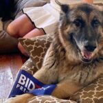 Virtual ‘Indoguration’ Planned for First Dog Major Biden