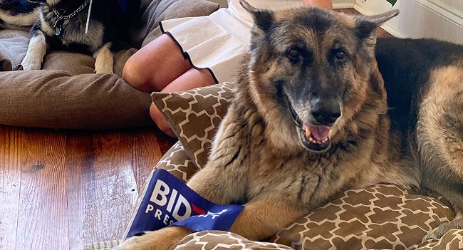 Major Biden, first shelter dog in White House
