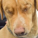 Awww! Louis, Dumped Dog Without Eyes, Adopted by Blind Man