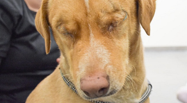 Louis, dog without eyes adopted by blind man