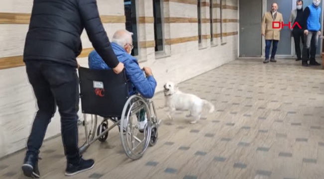 Devoted Dog Follows Owner to Hospital and Waits for Him There