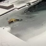 Dogs Saved After Falling into Frozen Texas Swimming Pools