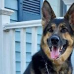 Rescued German Shepherd Rescues New Dog Dad Having a Stroke