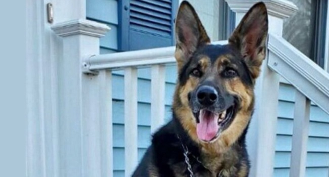 Sadie, rescued German Shepherd who saved owner having a stroke