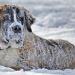 How to Help Texas Animal Rescues and Shelters Affected by Freezing Weather