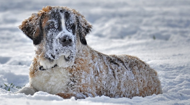 Texas animal shelters and rescues impacted by freezing weather