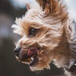 GRRR: TikTok Pet Hot Sauce Challenge is the Worst Ever