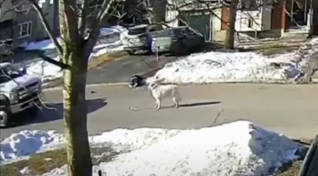 hero dog stops traffic when her owner has a seizure
