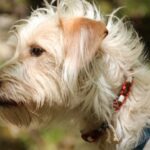 Nearly 1,700 Pets Have Reportedly Died After Wearing Seresto Flea and Tick Collars