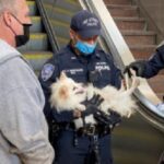Yet Another Scary Reason Not to Take Your Dog on an Escalator