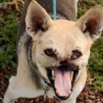 RIP Kabang, Hero Dog Who Lost Her Snout Saving 2 Girls’ Lives in 2012
