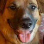 Border Collie Mix Thrown from Idaho Car Wreck Found…Herding Sheep