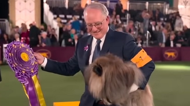 Wasabi 2021 Westminster Best in Show winner