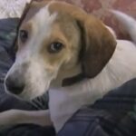 RIP Daniel, Miracle Beagle Who Survived a Gas Chamber in 2011