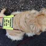 These 5 Hero Seeing-Eye Dogs Saved Their Human Companions’ Lives