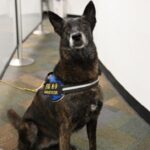 Dogs, Not Swabs, Test Miami Airport Employees for COVID