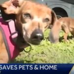 Using Ring Doorbell, Hero Jogger Rescues Dogs from House Fire