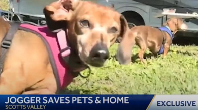 jogger uses Ring doorbell to save dogs from house fire
