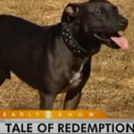 RIP Frodo, Last Surviving ‘Vicktory Dog’