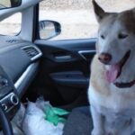 Stolen Dog’s GPS Collar Leads to Arrest of Thief