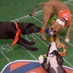 Puppy Bowl or Super Bowl? What to Watch on Super Sunday