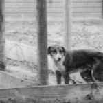 30 Women Created the First US Animal Shelter