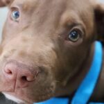 Study Proves the Breed Doesn’t Really Affect Dog Behavior