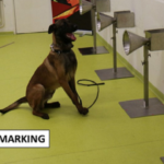 Now There’s More Proof that Dogs Can Successfully Sniff Out COVID