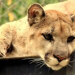 Hero Pit Bull/Chihuahua Mix Loses Life Protecting Kids from Mountain Lion