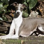Can People Spread Monkeypox to Dogs?