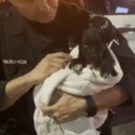 Puppies Survive Fiery Wreck after Car Chase