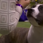 Amstaff Makes History at Westminster Dog Show