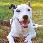 Hooray! Miami Will Soon No Longer Ban Pit Bulls