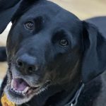 Dog in Golf Cart Runs Over Little Girl (She’s OK!)