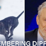 R.I.P. Dipper, Jon Stewart’s Beloved 3-Legged Pit Bull