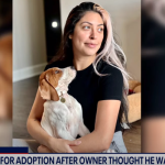 Dog Thought to Be Euthanized Found Available for Adoption